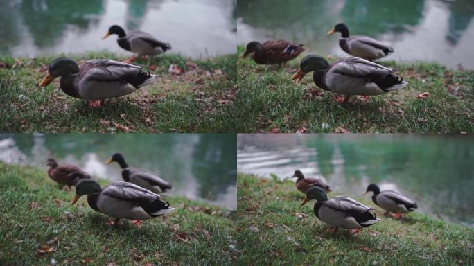 三头绿头鸭，anas platyrhynchos，野鸭在湖边或河边散步，吃食。