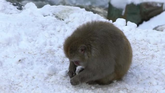 慢动作雪猴日本猕猴红脸肖像吃。日本