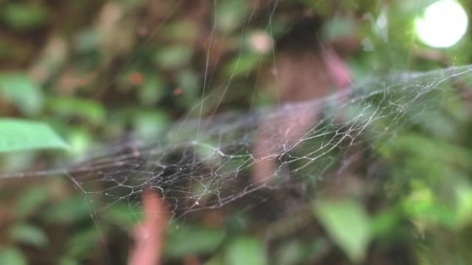一只长腿的蜘蛛坐在网上。森林捕食性昆虫。雨林中茂密的网。