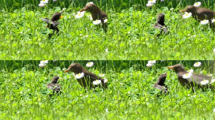 画眉鸟的小鸡坐在草地上被喂食。