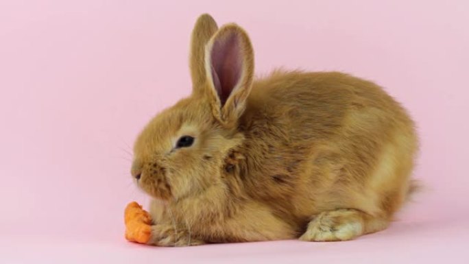 小毛茸茸的兔子在彩色背景上吃胡萝卜。小兔子搞笑在工作室的背景下吃胡萝卜。复活节假期的复活节野兔概念。