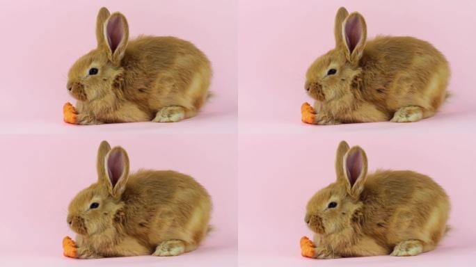 小毛茸茸的兔子在彩色背景上吃胡萝卜。小兔子搞笑在工作室的背景下吃胡萝卜。复活节假期的复活节野兔概念。