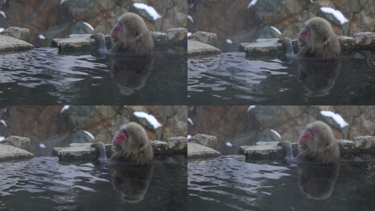 著名雪猴在日本天然温泉浴中的慢动作