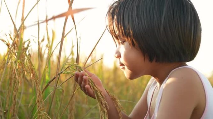慢动作，小女孩在田里摸着稻穗一粒米。