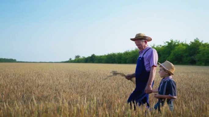 在耕种时，祖父用草帽告诉他的男孙子关于农业，同时手里拿着成熟的麦穗，收获时在田间行走