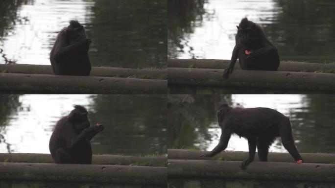 猕猴苏拉威西凤头进食然后奔跑