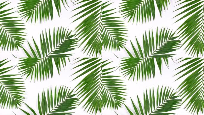 热带棕榈叶的运动