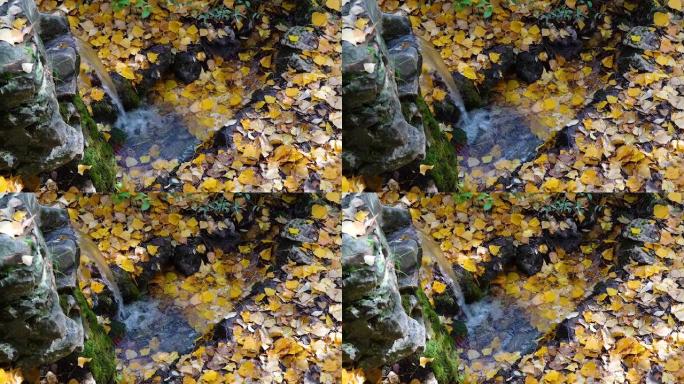 秋季，水源流过树木落叶的地幔。