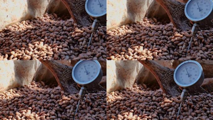 在木桶中发酵的可可豆的温度测量，以保持可可风味的质量，可可豆在木箱中发酵以开发巧克力风味。