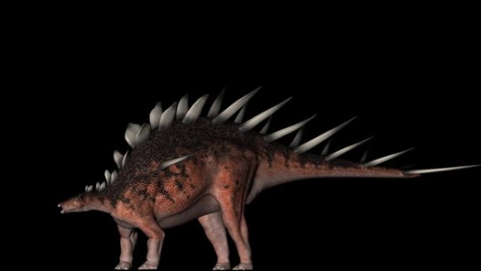Kentrosaurus恐龙在黑色背景上旋转