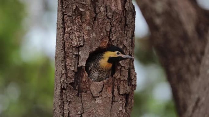 鸟巢里的啄木鸟宝宝环顾四周。campo flicker (Colaptes campestris)，