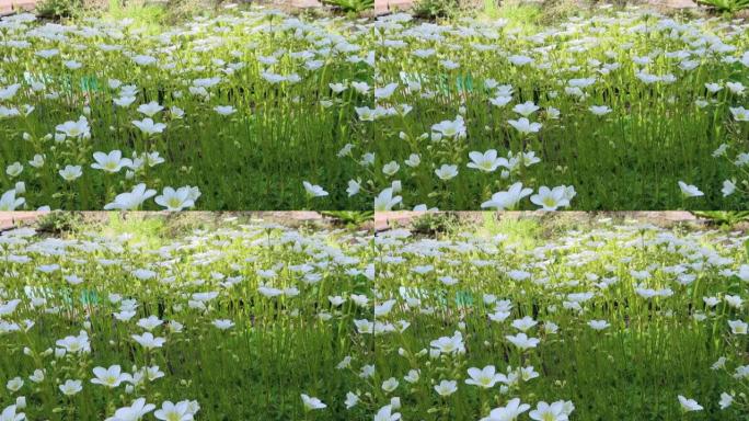 自然背景上盛开的白花虎耳草。抽象花卉背景，柔和焦点，复制空间。