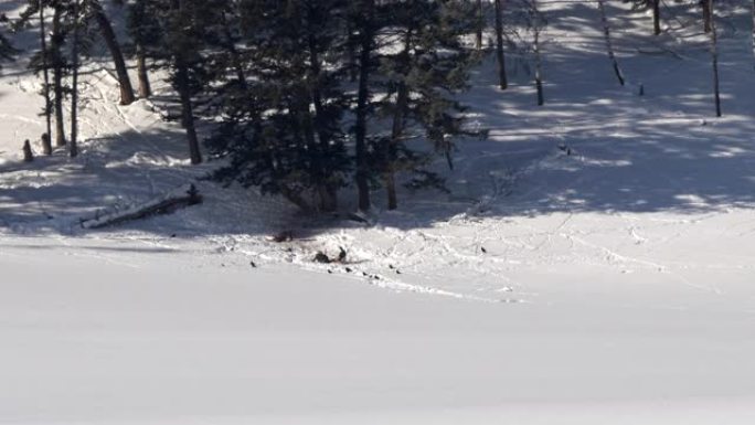 冬季在黄石公园以麋鹿公牛为食的狼群