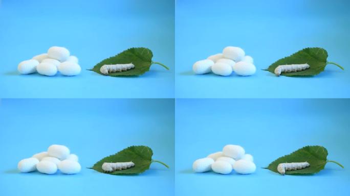 桑叶上的蚕和蚕cocoons