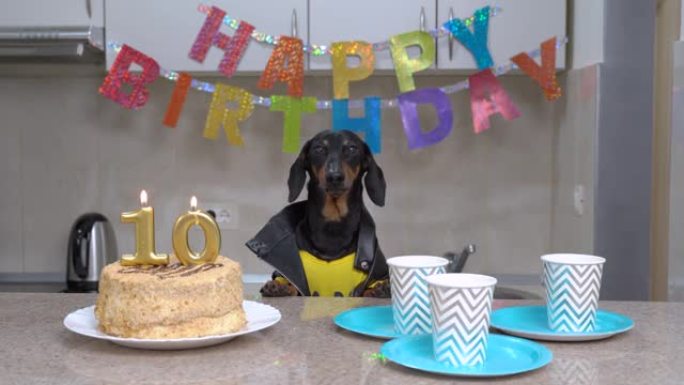 穿着皮夹克的酷腊肠狗用数字形状的生日蛋糕和蜡烛庆祝十年，公寓装饰着派对生日快乐