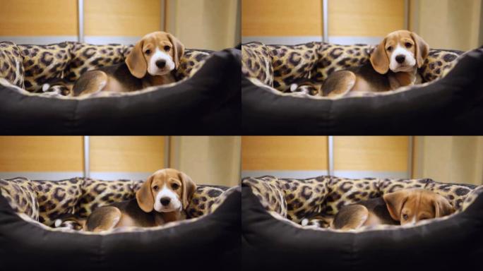 可爱的小猎犬小狗躺在他的摇篮里的镜头