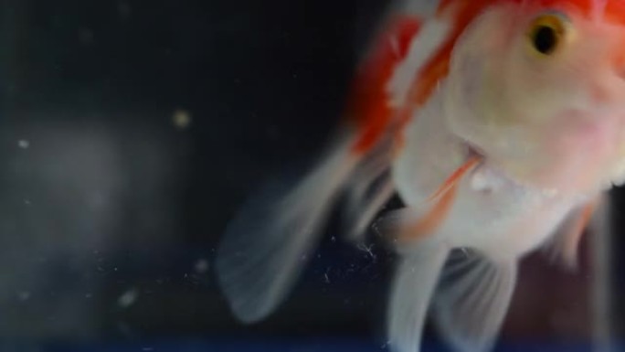 金鱼游动，在一个漂亮的玻璃缸里缓缓移动。