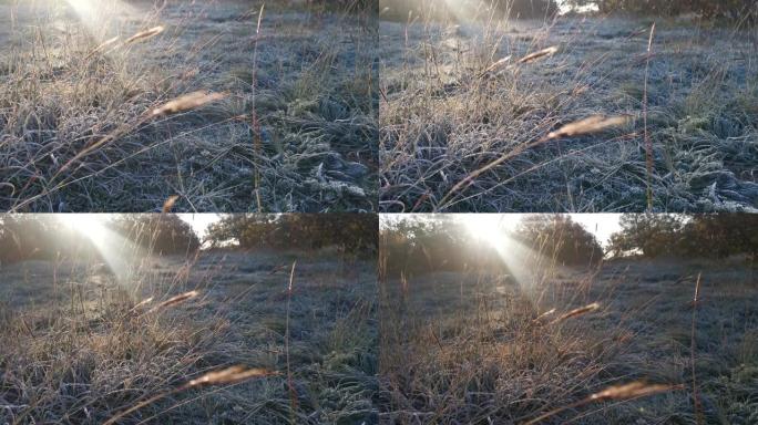 清晨在草地上结霜。