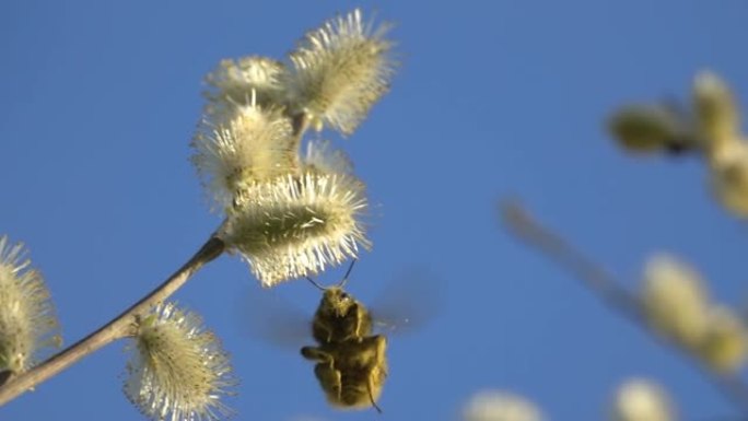 大黄蜂授粉搞笑蜜蜂