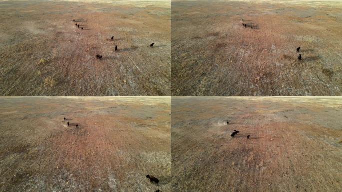 野牛奔跑。一群野牛在大草原上奔向河流。4k HDR慢动作