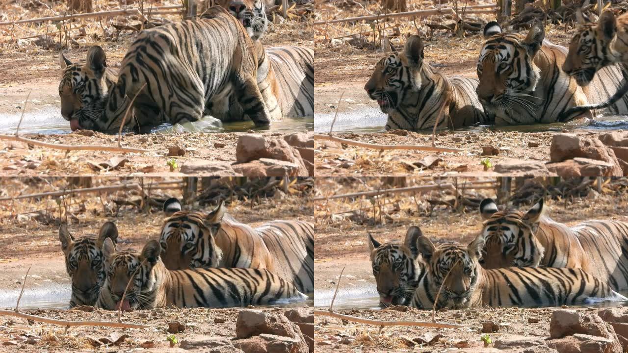 老虎妈妈和她的小老虎幼崽在水池中冷却下来