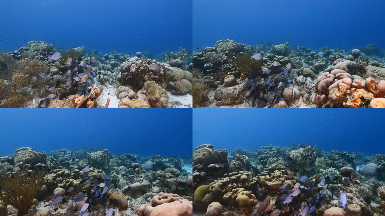 加勒比海珊瑚礁浅水中的海洋刺鱼，蓝塘，Doctorfish