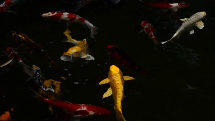 湖中五颜六色的锦鲤鱼，带有树影的倒影。一群各种色彩鲜艳的大型锦鲤，kohaku或日本锦鲤Kohaku
