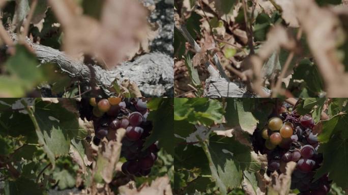 在兰萨罗特岛La Geria葡萄园种植的葡萄