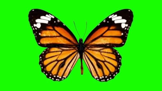 绿屏背景的飘动蝴蝶运动图形