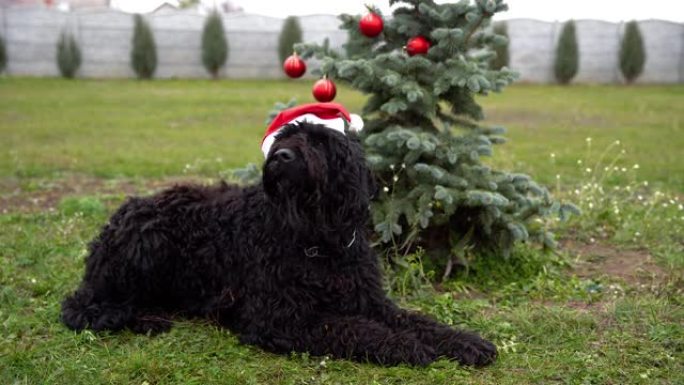 圣诞树附近圣诞老人帽子里的大黑狗