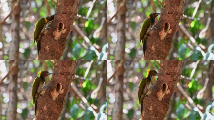 小黄猿，Picus chlorolophus; 4k镜头，啄木鸟啄食，泰国Kaeng Krachan