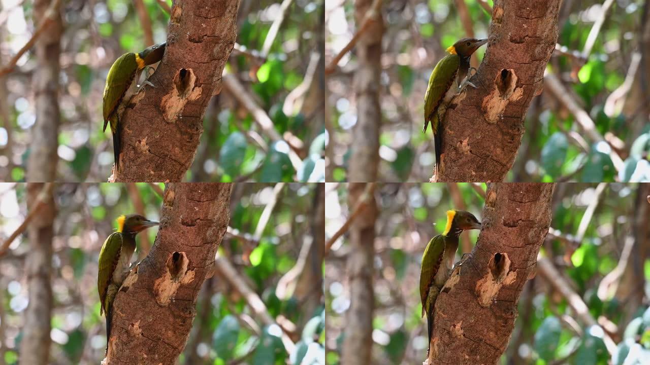 小黄猿，Picus chlorolophus; 4k镜头，啄木鸟啄食，泰国Kaeng Krachan