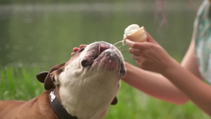 胖英国斗牛犬舔女人手中的冰淇淋