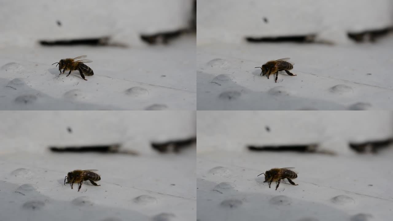 特写蜜蜂慢慢搅拌。