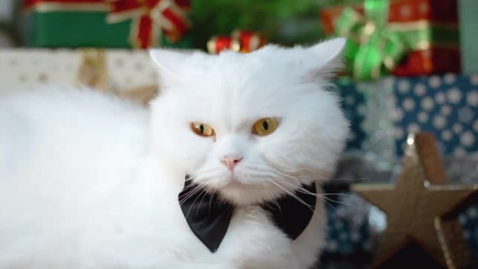 国产白猫在礼品盒装饰背景上穿着黑色领结像燕尾服的绅士。新年，宠物，动物迷因概念。
