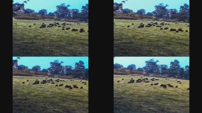 英国1970，放牧动物