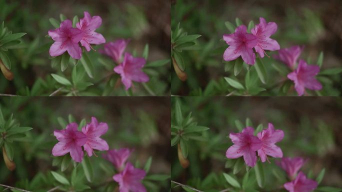 杜鹃花 映山红