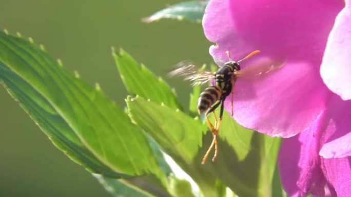 黄蜂蜂Hoverfly