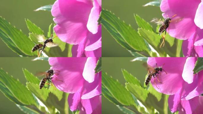 黄蜂蜂Hoverfly