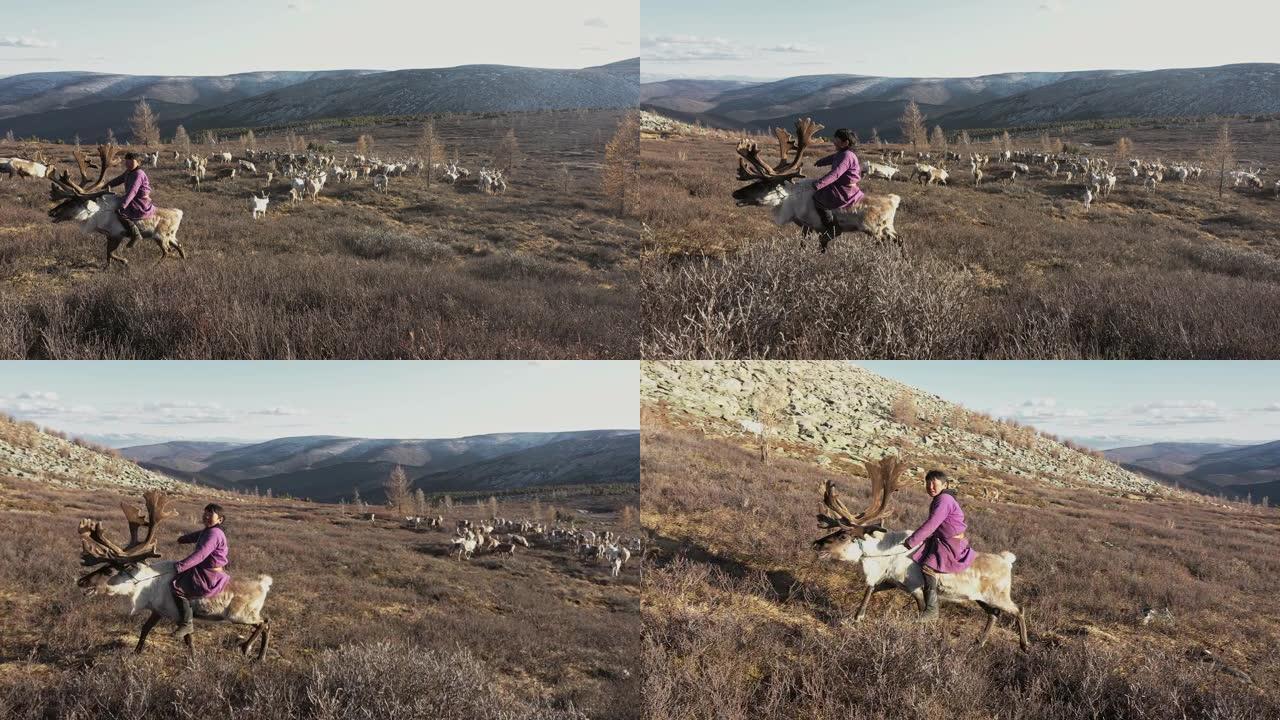 鸟瞰图上的男孩放牧驯鹿在蒙古