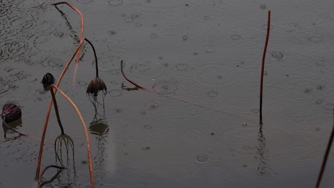 江南雨天古建筑实拍高帧率