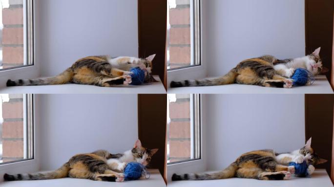 有趣的猫在窗台上玩线球