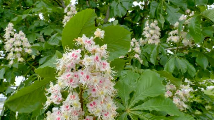 爱沙尼亚的七叶树花的挥舞花