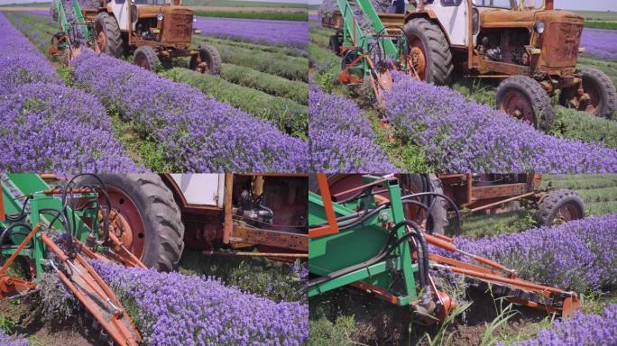 在晴朗的晴天，薰衣草在有机农场收获。拖拉机收割庄稼。在保加利亚拍摄。农业