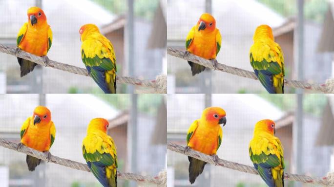 手持相机将五颜六色的情侣爱鸟放在绳子上