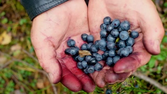 手拿着一串蓝莓。新鲜采摘的野生蓝莓。新鲜
