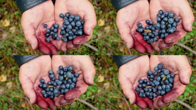 手拿着一串蓝莓。新鲜采摘的野生蓝莓。新鲜
