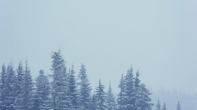 树枝上美丽蓬松的雪。从云杉树枝上飘落的雪很美。冬天的童话，雪中的树木被囚禁。下雪的冬季录像视频