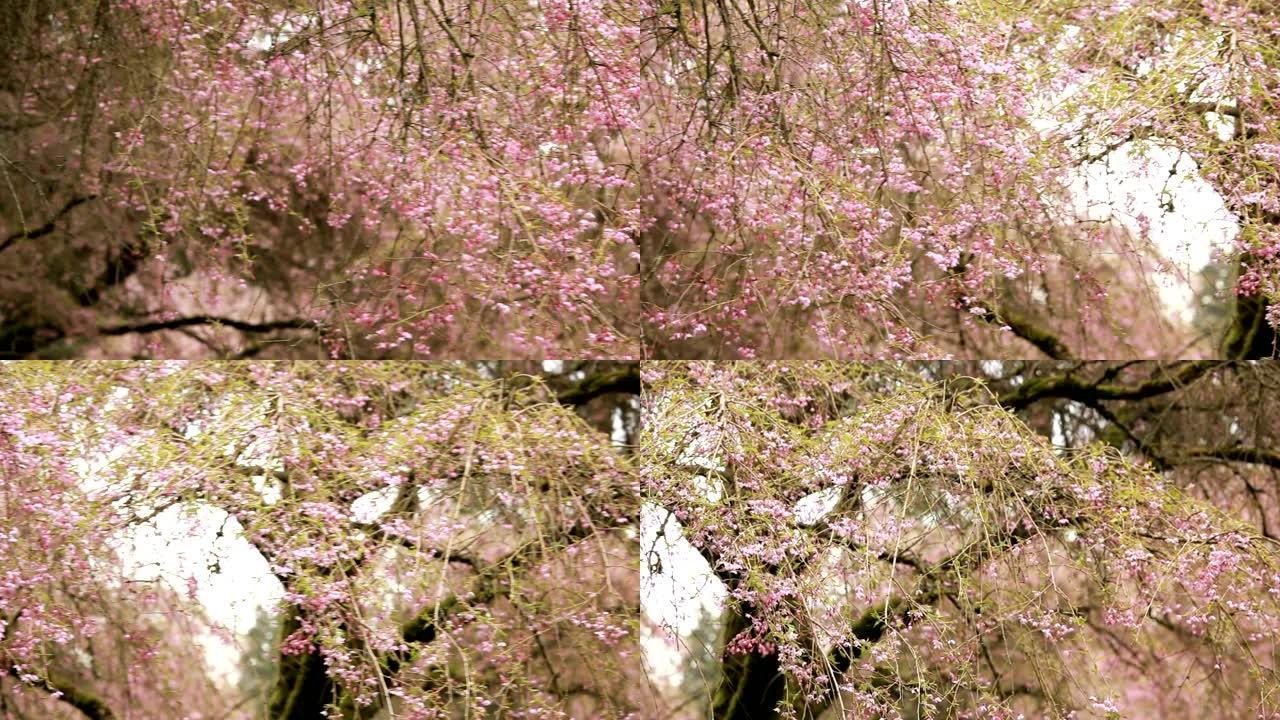 公元前温哥华的春天樱花