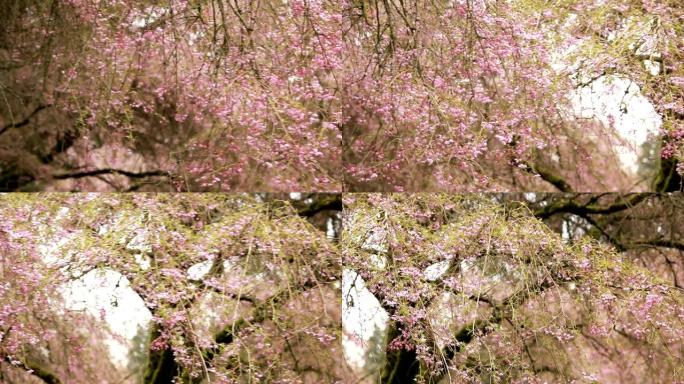 公元前温哥华的春天樱花